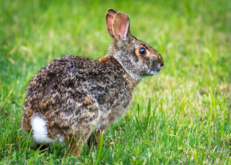 Naklejka na ściany i meble Swamp Rabbit along the Shadow Creek Ranch Nature Trail in Pearland, Texas!