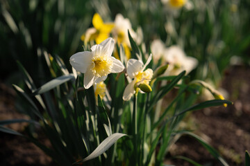 Daffodil on a sunny day in the evening