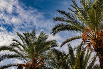 Fototapeta na wymiar palm trees against sky