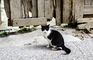 Abandoned street cats