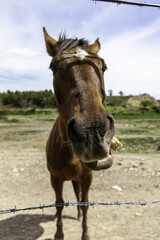 Funny horses in stable