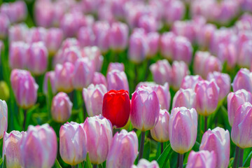 Fototapeta premium Colorful tulips in an agricultural field in sunlight below a blue cloudy sky in spring, Almere, Flevoland, The Netherlands, April 24, 2021