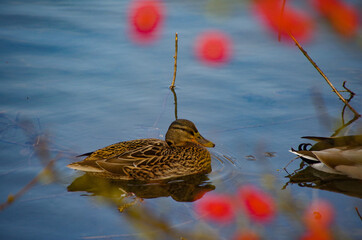 duck on the lake