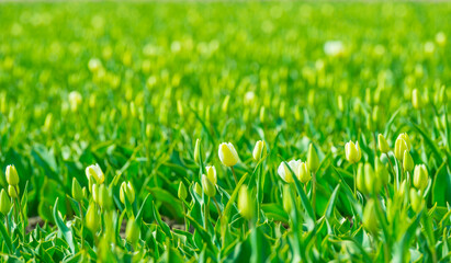 Colorful tulips in an agricultural field in sunlight below a blue cloudy sky in spring, Almere, Flevoland, The Netherlands, April 24, 2021