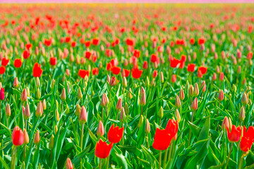 Colorful tulips in an agricultural field in sunlight below a blue cloudy sky in spring, Almere, Flevoland, The Netherlands, April 24, 2021