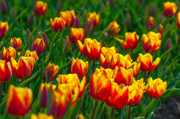 Colorful tulips in an agricultural field in sunlight below a blue cloudy sky in spring, Almere, Flevoland, The Netherlands, April 24, 2021