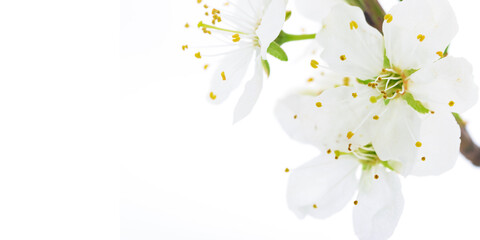 Soft focus shot of blooming apple flowers on a white background in close-up with copy space