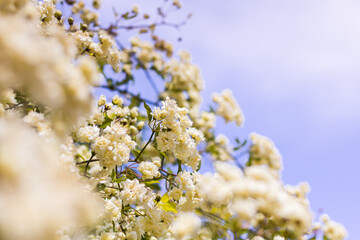Gros plan sur un rosier de Lady Banks (Rosa banksiae) en fleurs au printemps
