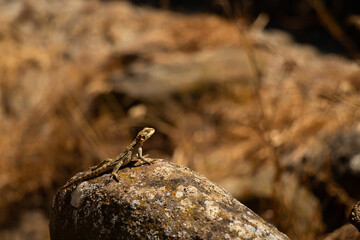 Lizard on a stone, sunbathing, blurred background, spring, selective focus