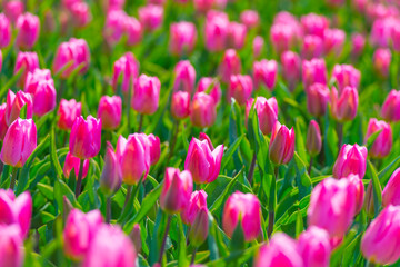 Colorful tulips in an agricultural field in sunlight below a blue cloudy sky in spring, Almere, Flevoland, The Netherlands, April 24, 2021