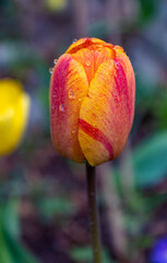 20.04.21 Spring blossoms defy the cold weather (Part 0ne)
