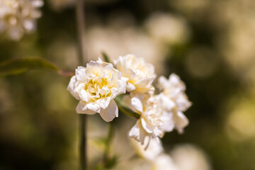 Gros plan sur un rosier de Lady Banks (Rosa banksiae) en fleurs au printemps