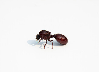 Big black ant isolated on white background.