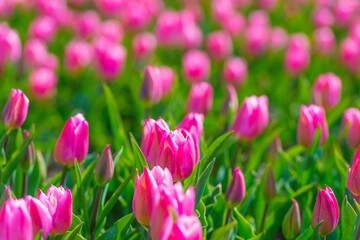 Colorful tulips in an agricultural field in sunlight below a blue cloudy sky in spring, Almere, Flevoland, The Netherlands, April 24, 2021