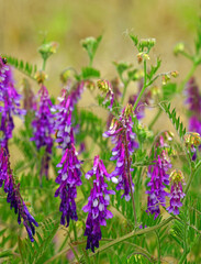 Obraz premium Purple bird vetch blooming on the grass in April