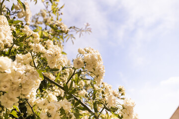 Gros plan sur un rosier de Lady Banks (Rosa banksiae) en fleurs au printemps