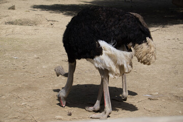 portrait of ostrich in the field eating