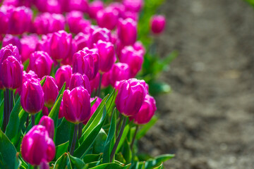 Colorful tulips in an agricultural field in sunlight below a blue cloudy sky in spring, Almere, Flevoland, The Netherlands, April 24, 2021