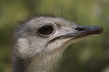 portrait of ostrich in the field