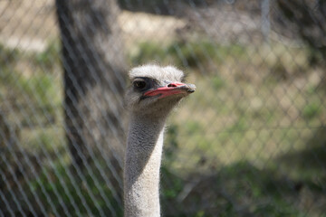 portrait of ostrich in the field