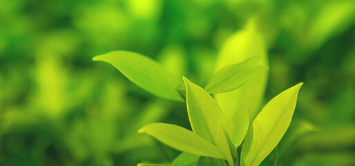 Obraz premium Beautiful nature view of green leaf on blurred. green leaves in the garden with soft sunlight. copy space for text using as summer background natural green plants landscape, ecology, fresh.