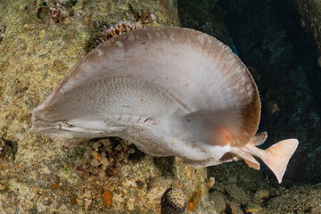 Torpedo sinuspersici On the seabed  in the Red Sea, israel
