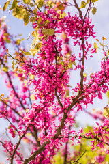 Gros plan sur un arbre de Judée (Cercis siliquastrum) en fleur au printemps