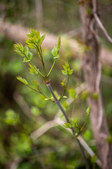 Devils walking stick plant in spring southern Maryland Calvert county USA 
