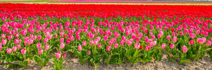Colorful tulips in an agricultural field in sunlight below a blue cloudy sky in spring, Almere, Flevoland, The Netherlands, April 24, 2021
