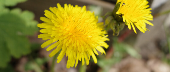 close up of a dandelion flower
