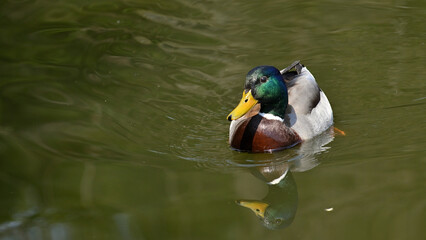 Wild duck in the pond.