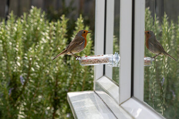 Urban wildlife with a robin perched on a window bird feeder looking at reflection
