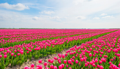 Colorful tulips in an agricultural field in sunlight below a blue cloudy sky in spring, Almere, Flevoland, The Netherlands, April 24, 2021