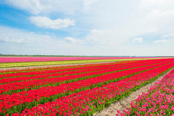 Fototapeta na wymiar Colorful tulips in an agricultural field in sunlight below a blue cloudy sky in spring, Almere, Flevoland, The Netherlands, April 24, 2021