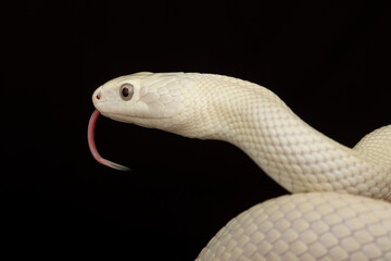 The Texas rat snake (Elaphe obsoleta lindheimeri ) is a subspecies of rat snake, a nonvenomous colubrid found in the United States, primarily within the state of Texas.