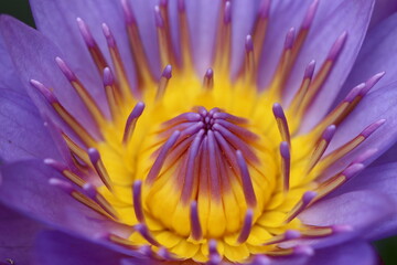 Lotus flower colorful