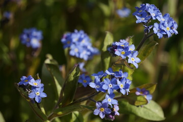 blaue Vergißmeinnicht im Garten