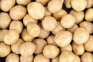 Fototapeta na wymiar Full frame of unpeeled washed potatoes of the new crop.
