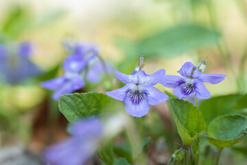 Closeup of some violet blossoms (Genus Viola)