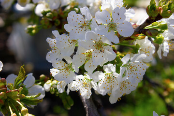 A flowering branch of cherries on a bright spring day.