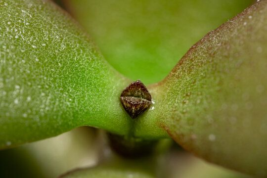 Close up of a crassula indoor plant, money tree, Macro photo
