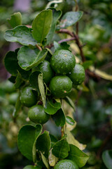 Fresh green lemon  tree in the garden