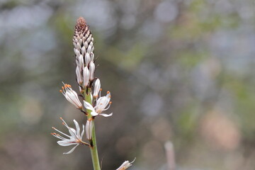 Capullos de Asphodelus blanco o asfódelo o gamón ramificado
