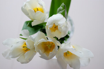 Naklejka na ściany i meble White tulips close-up.