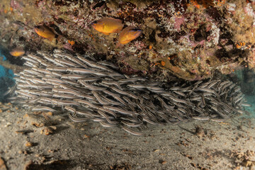Fish swim in the Red Sea, colorful fish, Eilat Israel
