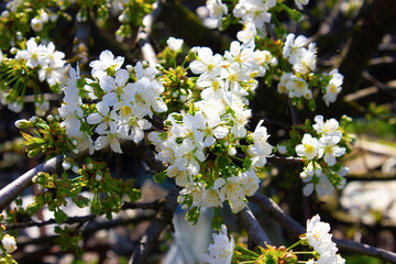 A large number of white flowers on a tree branch. 