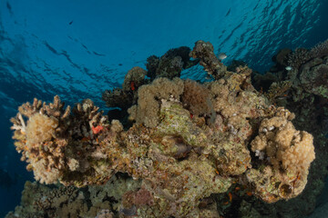 Coral reef and water plants in the Red Sea, Eilat Israel
