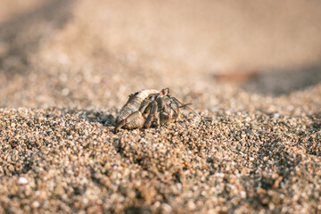 Hermit crab in the sand at the beach 