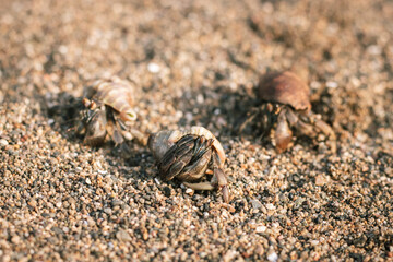 Hermit crab in the sand at the beach 