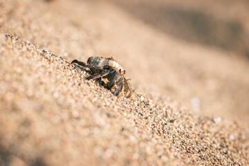 Hermit crab in the sand at the beach 